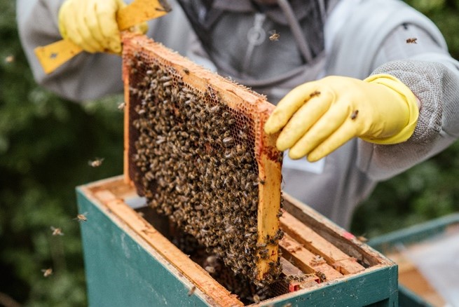 How well do you treat your bees?